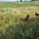dsc00923.jpg