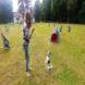 z-psem_na_wakacje_oboz_dla_dzieci_i_mlodziezy_z_wlasnym_psem_wandrus_img_20220706_192842.jpg