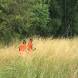 paintball-obozy-paintballowe-quadowe-gokartowe-wandrus-img_0844.jpg