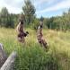 paintball-obozy-paintballowe-quadowe-gokartowe-wandrus-img_0971.jpg