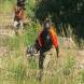 paintball-obozy-paintballowe-quadowe-gokartowe-wandrus-img_1009.jpg