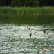 oboz-sportow-wodnych-z-kursem-na-ratownika-wopr-i-ratownika-wodnego-wandrus-dscn7035.jpg